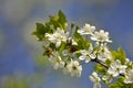 The bee on the blooming cherry tree in may Royalty Free Stock Photo