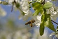 The bee on the blooming cherry tree in may Royalty Free Stock Photo