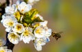 Bee on the Blooming cherry tree Royalty Free Stock Photo
