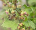 A bee on a blooming currant branch. A budding currant bush. Bee close-up on a branch.