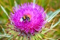 Bee on blooming donkey thistle plant