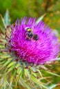 Bee on blooming donkey thistle plant