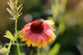 Bee on blooming flower closeup on green natural blurred background. Summer nature background Royalty Free Stock Photo