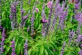 Bee on blooming Salvia