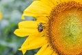 A bee on a blooming sunflower, Jasper, Georgia, USA