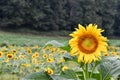 A bee on a blooming sunflower, Jasper, Georgia, USA