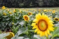 A bee on a blooming sunflower, Jasper, Georgia, USA