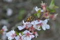 Bee on the blooming tree with flowers