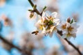 Bee on a blossom almond branch