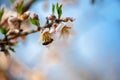 Bee on a blossom almond branch