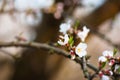 Bee on a blossom almond branch