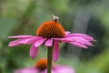 A bee on a blossom of coneflowers echinacea in pink, yellow and orange Royalty Free Stock Photo