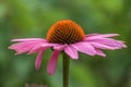 A bee on a blossom of coneflowers echinacea in pink, yellow and orange Royalty Free Stock Photo
