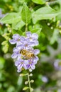 Bee On Top Of Duranta Erecta L. Flowers Royalty Free Stock Photo