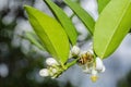 Bee On Blossom Of Key Lime Tree Royalty Free Stock Photo