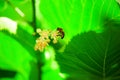 Bee on a blossom lime tree Royalty Free Stock Photo