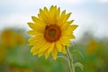 Bee on blossom sunflower gathering nectar