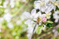 Bee on a blossoming Apple tree pollinating. Royalty Free Stock Photo