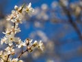 A bee on a blossoming branch of an apple tree. Royalty Free Stock Photo