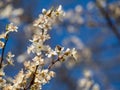 A bee on a blossoming branch of an apple tree. Royalty Free Stock Photo