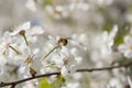 Bee in blossoming cherry tree Royalty Free Stock Photo