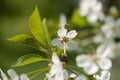 Bee in blossoming cherry tree Royalty Free Stock Photo