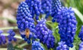 Bee on blue bell flowers in the garden at the park Royalty Free Stock Photo