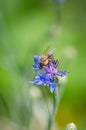 bee on blue corn flower Royalty Free Stock Photo