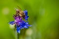 bee on blue corn flower Royalty Free Stock Photo