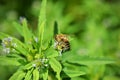 Bee on a blue fenugreek Trigonella caerulea flower close-up. Bee collects honey and pollinates a flower of a meadow Royalty Free Stock Photo