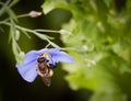 Bee on Blue Flax Linum Lewisii