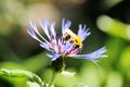 Bee on a blue flower Centaurea montana, Centaurea mollis perennial cornflower, mountain cornflower, bachelor`s button Royalty Free Stock Photo