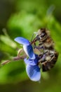 Bee on a blue flower collecting pollen and gathering nectar to p