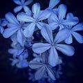 Blue flower in the dark background