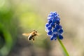 Bee and a blue flower