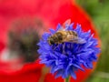 Bee on blue flower with poppy in background Royalty Free Stock Photo