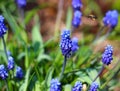 Bee among blue flowers Royalty Free Stock Photo