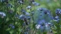 A bee on blue flowers in garden