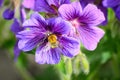 A bee on Blue Geranium in a garden, Latvia Royalty Free Stock Photo