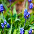 Bee on blue Grape hyacinth flower Royalty Free Stock Photo