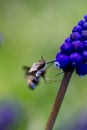 bee on a blue grape hyacinth Royalty Free Stock Photo