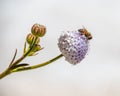 Bee on Blue Lace Flower at Lake Walyungup Salt Lake - Warnbro WA