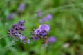 Bee on a blue lavender flower in the garden on a green blurred background. Selective focus. Pollination and flower growing Royalty Free Stock Photo