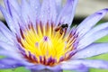Bee on blue lotus flower. Royalty Free Stock Photo