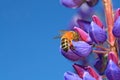 Bee on blue lupine