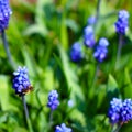 Bee on blue Muscari flower Royalty Free Stock Photo