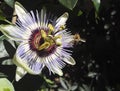 Bee on a blue passionflower, passiflora caerulea Royalty Free Stock Photo