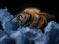 bee on blue textured surface, close up, dark moody lighting Royalty Free Stock Photo