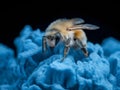 bee on blue textured surface, close up, dramatic lighting Royalty Free Stock Photo