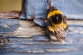 Bee on a blue wooden bench